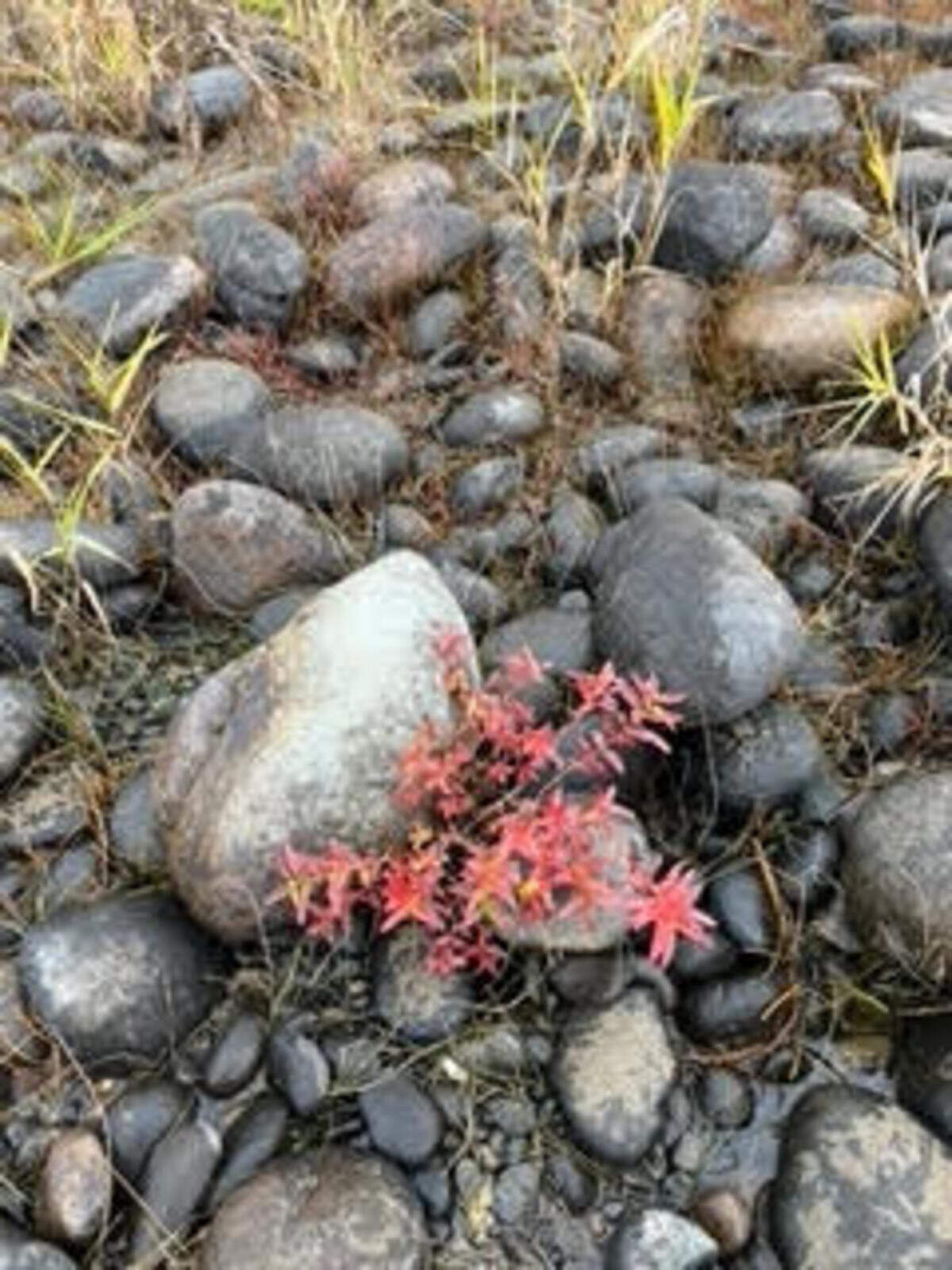 Fall colors have arrived to Hanford Reach shoreline.
